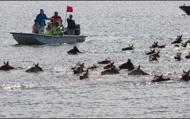 La gente siguió el evento desde la orilla; en ocasiones, sólo se pudieron ver las cabezas de los animales sobre el agua. AP/S. Holm
