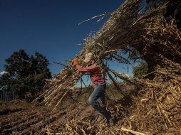 Una de las áreas en las que participa la arrendadora Mega es el campo. EL INFORMADOR/Archivo