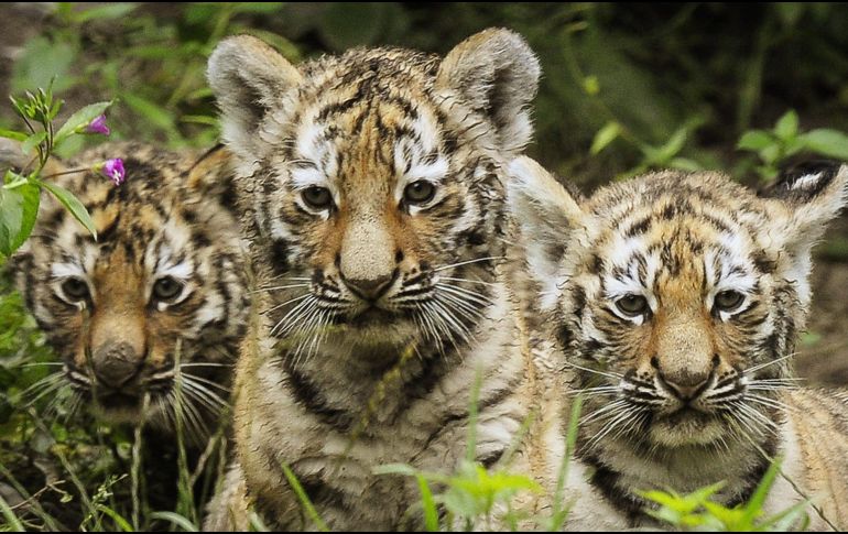 China realiza esfuerzos por preservar la especie de tigres siberianos a través de programas de cría en cautiverio. EFE / ARCHIVO