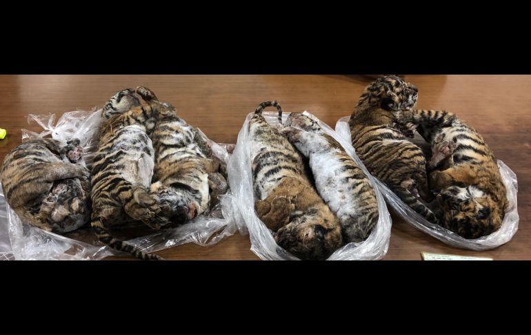 Los siete tigres hallados parecían ser bebés. AFP/N. Giang