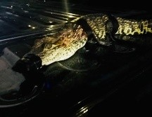 La Profepa se encargará de realizar la valoración médica del cocodrilo. ESPECIAL / Policía de Guadalajara