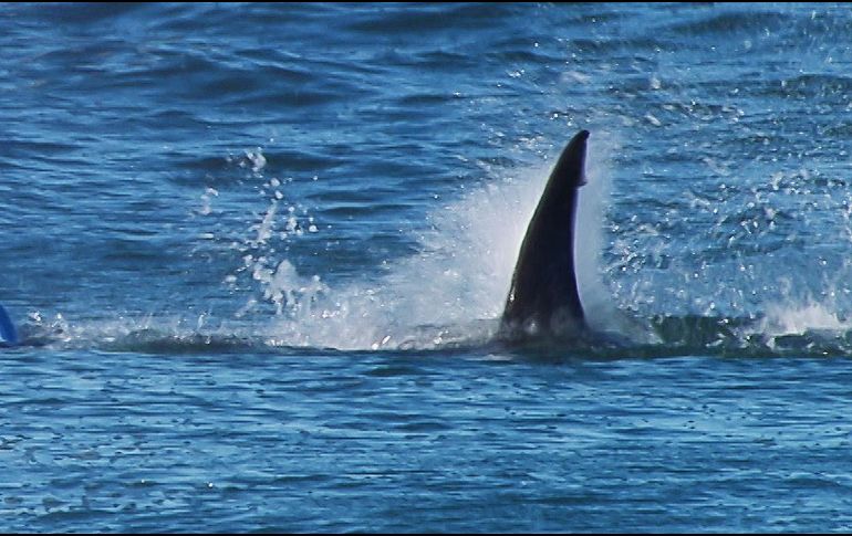 En los últimos 20 años, solo 17 ataques de tiburón a humanos en Estados Unidos han resultado mortales. AFP/ARCHIVO