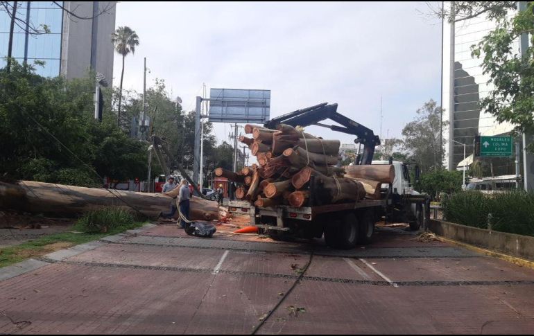 En Chapultepec e Hidalgo se presentó un cierre vial por la caída de un árbol, lo que generó un corto circuito y dejó sin luz la zona. TWITTER / @GuadalajaraGob