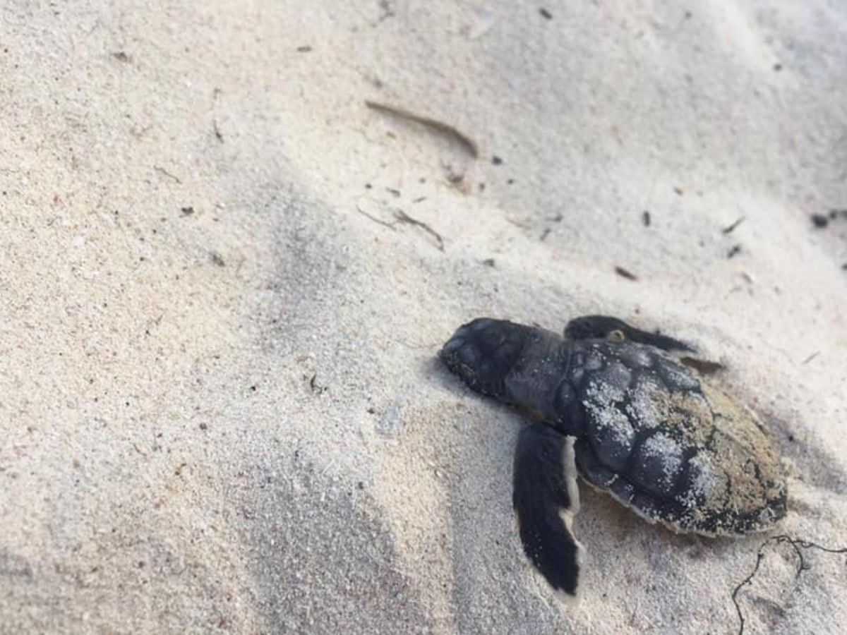 Resultado de imagen para Confirman muerte de tortuguitas marinas por sargazo en playas de Tulum