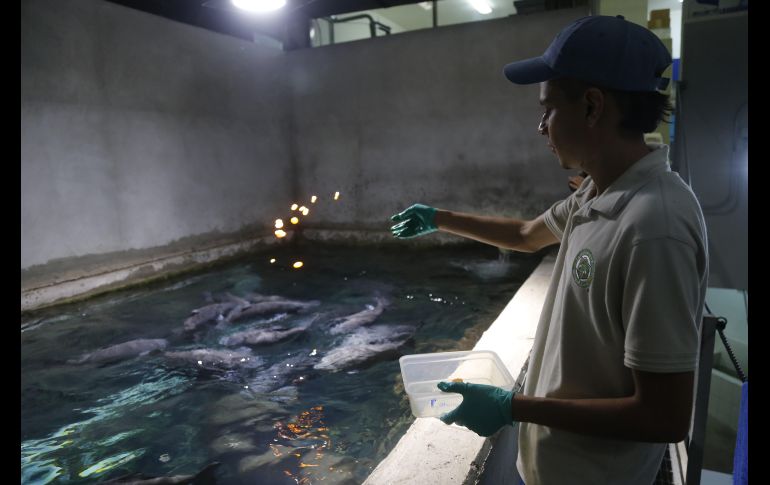 Un trabajador alimenta a peces en el Zoológico de Guadalajara,