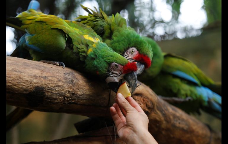Guacamayas se alimentan de frutas. El zoológico alberga más de 300 especies de animales.