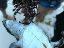 Usuarios de redes denuncian que las pequeñas tortugas quedan atoradas entre la barrera de sargazo y fallecen al no lograr llegar al océano. FACEBOOK / Viviana García