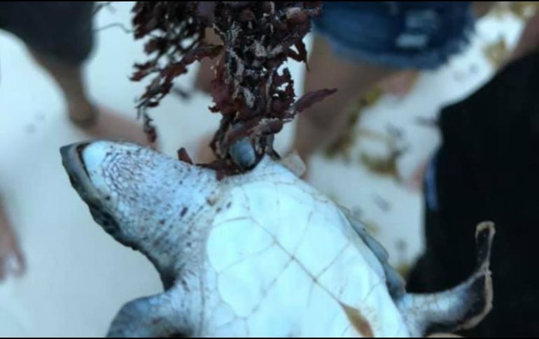 Usuarios de redes denuncian que las pequeñas tortugas quedan atoradas entre la barrera de sargazo y fallecen al no lograr llegar al océano. FACEBOOK / Viviana García