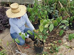 Comparado con el programa de Conafor, Sembrando Vida reduce la meta de hectáreas a reforestar. EL INFORMADOR/A. Camacho