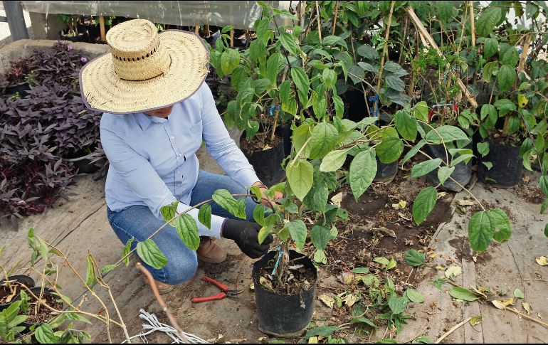 Comparado con el programa de Conafor, Sembrando Vida reduce la meta de hectáreas a reforestar. EL INFORMADOR/A. Camacho