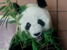 De acuerdo con autoridades chinas, ayudará a hacer frente a los desafíos en la reproducción de pandas salvajes. NTX / ARCHIVO