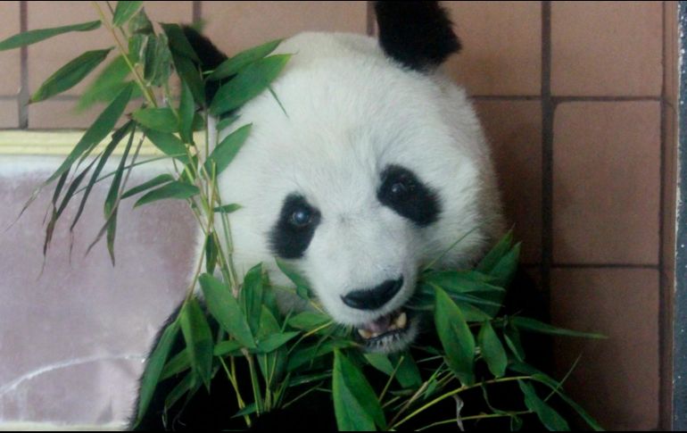 De acuerdo con autoridades chinas, ayudará a hacer frente a los desafíos en la reproducción de pandas salvajes. NTX / ARCHIVO