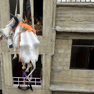 Fotogalería: Las vacas, del techo al plato por fiesta pakistaní
