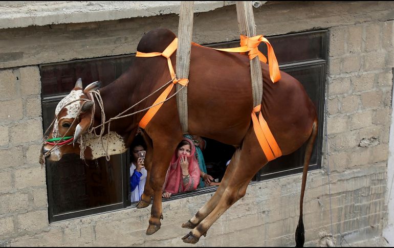 Personas adquieren vacas jóvenes y las hace subir a los techos, donde tienen agua y alimento suficiente; un año después, alquilan grúas para poder bajar a los animales antes del Aid al Kebir. AP/F. Khan