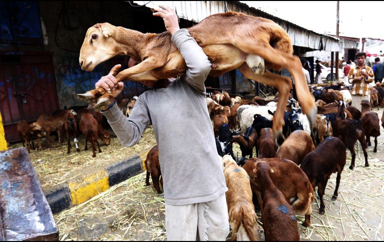 Personas adquieren vacas jóvenes y las hace subir a los techos, donde tienen agua y alimento suficiente; un año después, alquilan grúas para poder bajar a los animales antes del Aid al Kebir. EFE/Y. Arhab