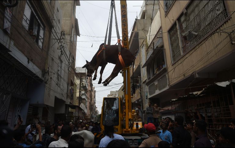 Personas adquieren vacas jóvenes y las hace subir a los techos, donde tienen agua y alimento suficiente; un año después, alquilan grúas para poder bajar a los animales antes del Aid al Kebir. AFP/R. Tabassum