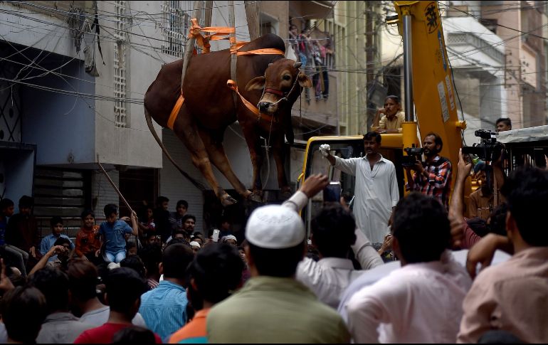 Personas adquieren vacas jóvenes y las hace subir a los techos, donde tienen agua y alimento suficiente; un año después, alquilan grúas para poder bajar a los animales antes del Aid al Kebir. AFP/R. Tabassum