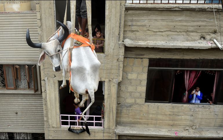 Personas adquieren vacas jóvenes y las hace subir a los techos, donde tienen agua y alimento suficiente; un año después, alquilan grúas para poder bajar a los animales antes del Aid al Kebir. AFP/R. Tabassum