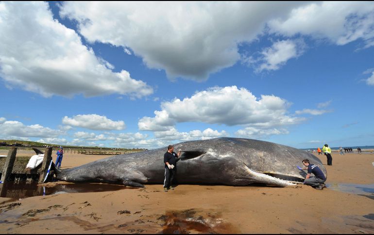 Algunos voluntarios de una brigada trabajaron desde el viernes par tratar de mantener en condiciones de humedad a las ballenas, esperando que la marea alta volviera. AP / ARCHIVO