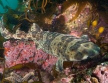 Los descubrimientos recientes relacionados a los tiburones dejan en evidencia lo poco que se conoce de estos animales, que se estima existen hace 400 millones de años. TWITTER / @Pablothemako