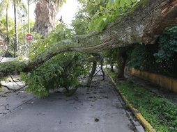 Aumentan árboles en riesgo en Guadalajara