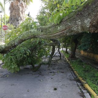 Aumentan árboles en riesgo en Guadalajara