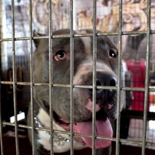 Muere menor de edad atacado por un perro en Tlajomulco