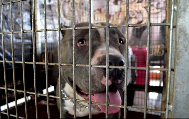 El policía lesionado y el padre del niño fueron trasladados a la Cruz Verde Las Conchas para su atención médica. EL INFORMADOR/Archivo