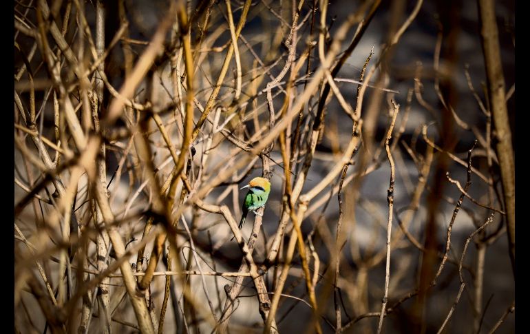 Los incendios en el Bosque La Primavera, dentro de la zona de La Venta del Astillero, provocaron pérdidas considerables de flora y fauna. EL INFORMADOR / F. Atilano