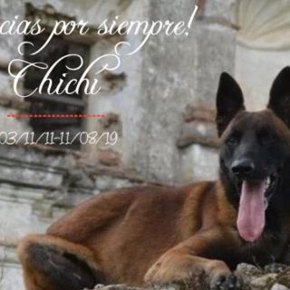 Por lesión muere "Chichí", uno de los perros rescatistas del 19-S