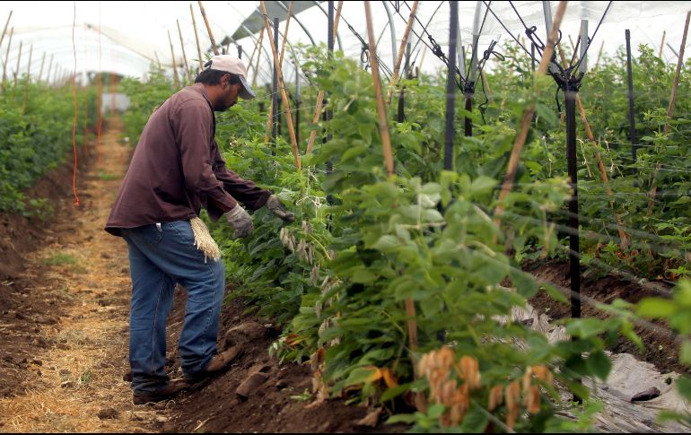 Se espera recuperar en octubre los empleos que se perdieron en las empresas productoras de berries y los empaques de aguacate. EL INFORMADORA/Archivo