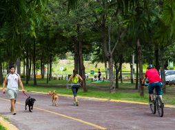 La aplicación Árbol loT busca hacer el censo del arbolado con la colaboración de la ciudadanía mediante la captura y consulta de los ejemplares. EL INFORMADOR / ARCHIVO