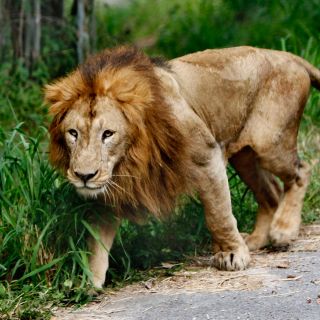 Muere hombre tras ataque de leones en Sudáfrica