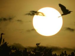Los ciclos de luz y oscuridad y las fases lunares determinan la actividad de los animales. CHAIDEER MAHYUDDIN/GettyImages