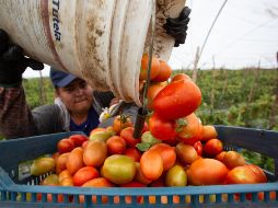 Estados Unidos suspenderá la investigación por comercio desleal que sus autoridades aplicaban sobre el jitomate mexicano. EFE/L. Granado