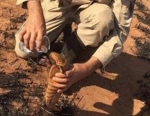 Pedro Ribas Alves es el sargento de los bomberos de Mato Grosso que se acercó a un armadillo para darle agua. Cuerpo de Bomberos de Mato Grosso