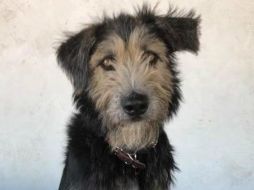 Monte fue rescatado mientras vagaba por las calles en Las Cruces, en el estado de Nuevo México. EFE /