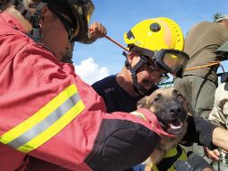 El pastor belga se encontraba en estado de desnutrición, pero el comandante asegura que se pondrá bien. TWITTER / @PCJalisco