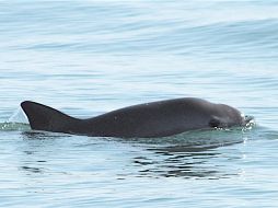 De acuerdo con el especialista, la vaquita marina no es el único caso pues a nivel mundial pues lo que ha puesto en riesgo a los mamíferos marinos son las redes de enmalle. EFE / ARCHIVO