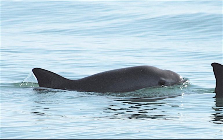 De acuerdo con el especialista, la vaquita marina no es el único caso pues a nivel mundial pues lo que ha puesto en riesgo a los mamíferos marinos son las redes de enmalle. EFE / ARCHIVO