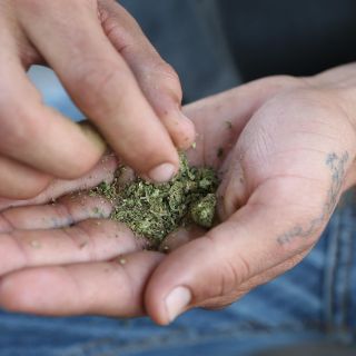 Impulsa startup tapatía uso de la cannabis medicinal