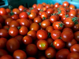 La entrada en vigor de los aranceles al jitomate mexicano redujo 3.1 p% sus exportaciones en lo que va del año; el 19 de septiembre entrará vigor el nuevo acuerdo. AP/Archivo