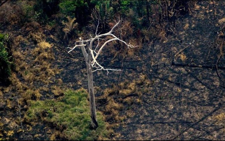 El humo y las llamas han cubierto centenares de miles de hectáreas de selva tropical. GETTY IMAGES