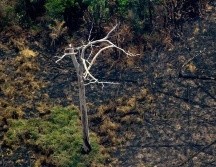 El humo y las llamas han cubierto centenares de miles de hectáreas de selva tropical. GETTY IMAGES