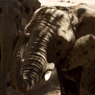 Queda prohibida la venta de elefantes de África a zoológicos