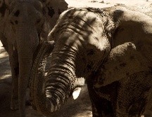 Los elefantes tienen una vida familiar compleja, no soportan ser separados de los suyos y la vida en cautividad, de ahí la importancia de mantenerlos en su hábitat natural. EL INFORMADOR / ARCHIVO