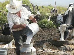 Actualmente se producen 12 mil millones de litros de leche a nivel nacional, de los cuales Jalisco produce el 20 por ciento. EL INFORMADOR/ ARCHIVO