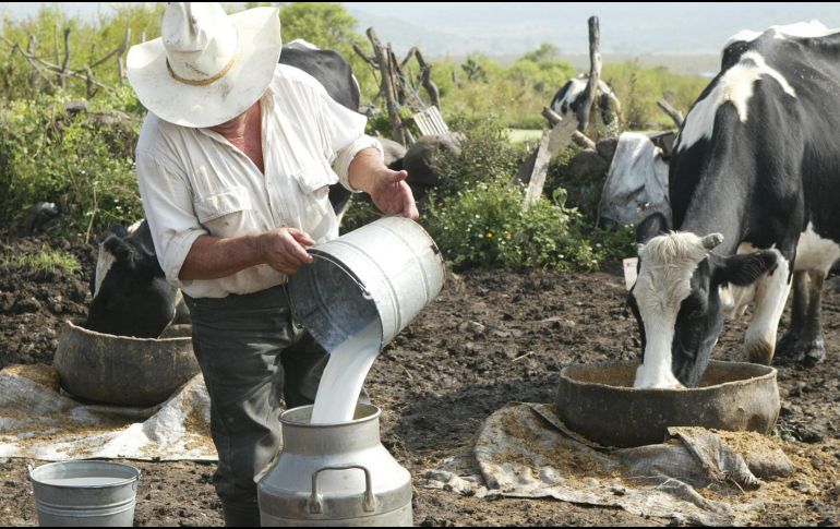 Actualmente se producen 12 mil millones de litros de leche a nivel nacional, de los cuales Jalisco produce el 20 por ciento. EL INFORMADOR/ ARCHIVO