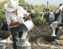 Actualmente se producen 12 mil millones de litros de leche a nivel nacional, de los cuales Jalisco produce el 20 por ciento. EL INFORMADOR/ ARCHIVO