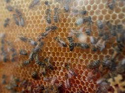 Se capacitará personal para atender los casos sin que se exterminen a las abejas del lugar. EL INFORMADOR / ARCHIVO